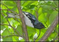 _0SB0170 black-throated blue warbler